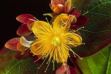 《四海兄弟：故乡》游戏时长揭晓 全程仅需13小时